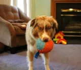 chuckit-indoor-ball-213201-nazwa-handlowa-18472