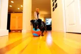 chuckit-indoor-ball-213201-marka-chuckit-kod-producenta-chuckit