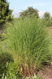 miscanthus-sinensis-gracillimus-miskant-chinski-gracillimus
