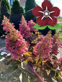 hortensja-bukietowa-pink-lady-hydrangea-paniculata