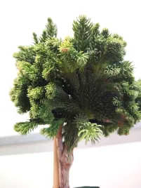 kryptomeria-japonska-tomahawk-pa75-c5