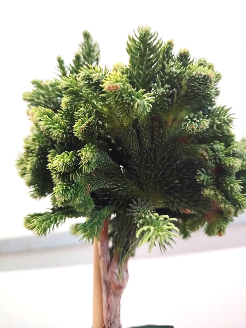 kryptomeria-japonska-tomahawk-pa75-c5