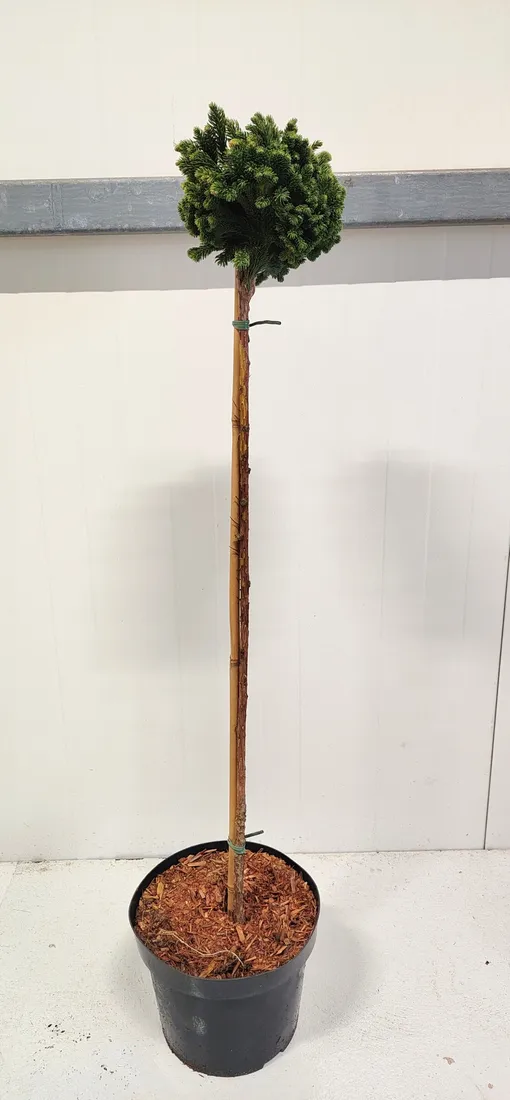 kryptomeria-japonska-tomahawk-pa75-c5-waga-z-opakowaniem-15-kg