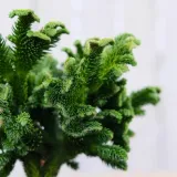 kryptomeria-japonska-tomahawk-pa75-c5-rodzaj-rosliny-inny