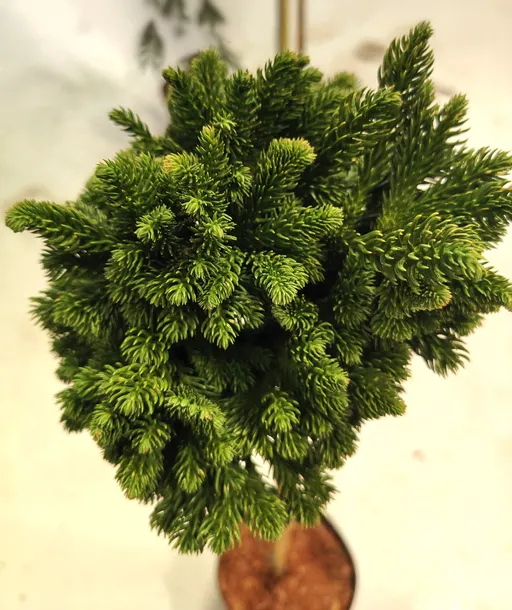 kryptomeria-japonska-tomahawk-pa75-c5-roslina-w-postaci-sadzonka-w-pojemniku-3-5l