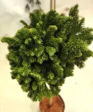 kryptomeria-japonska-tomahawk-pa75-c5-roslina-w-postaci-sadzonka-w-pojemniku-3-5l