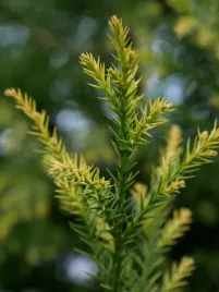 kryptomeria-japonska-sekkan-c5