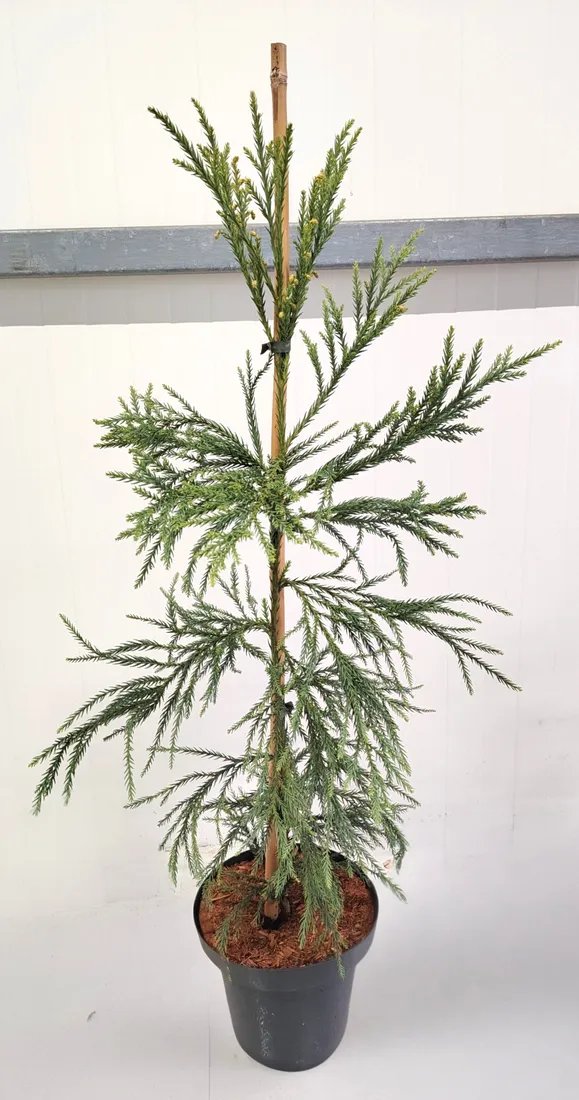 kryptomeria-japonska-sekkan-c5-waga-z-opakowaniem-15-kg