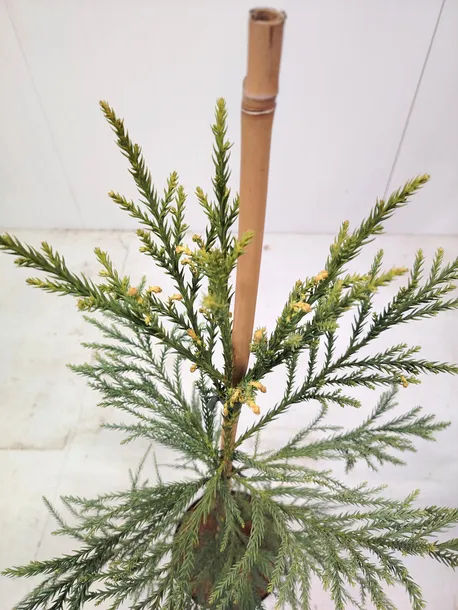 kryptomeria-japonska-sekkan-c5-roslina-w-postaci-sadzonka-w-pojemniku-3-5l