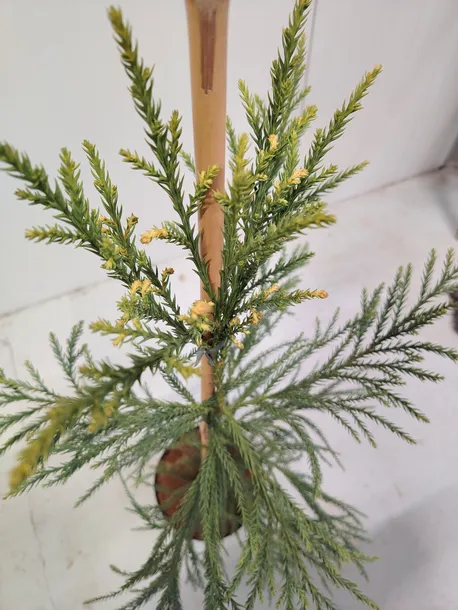 kryptomeria-japonska-sekkan-c5-styl-ogrod-nowoczesny-ogrod-srodziemnomorski-ogrod-wiejski-ogrod-japonski