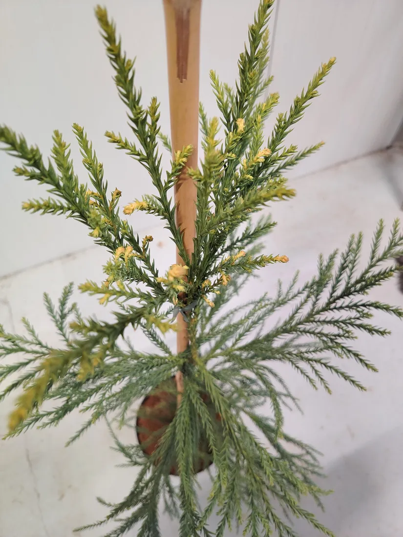 kryptomeria-japonska-sekkan-c5-waga-z-opakowaniem-15-kg