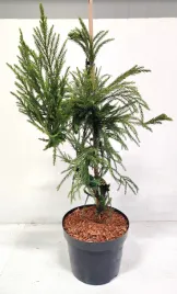 kryptomeria-japonska-cristata-c5