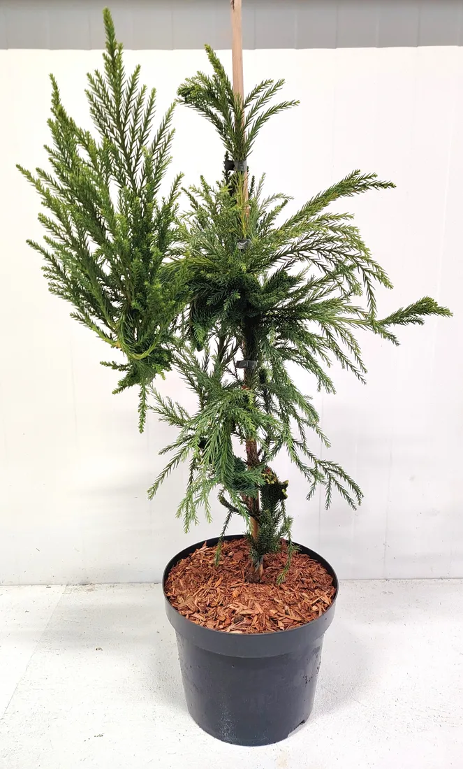 kryptomeria-japonska-cristata-c5-waga-z-opakowaniem-15-kg