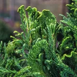 kryptomeria-japonska-cristata-c5-waga-z-opakowaniem-15-kg