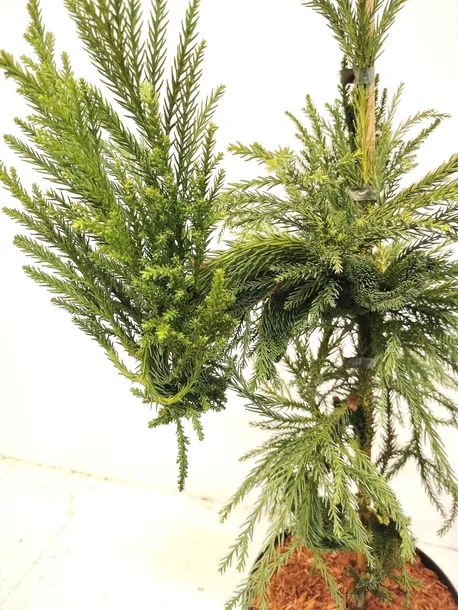 kryptomeria-japonska-cristata-c5-wysokosc-sadzonki-60-80-cm