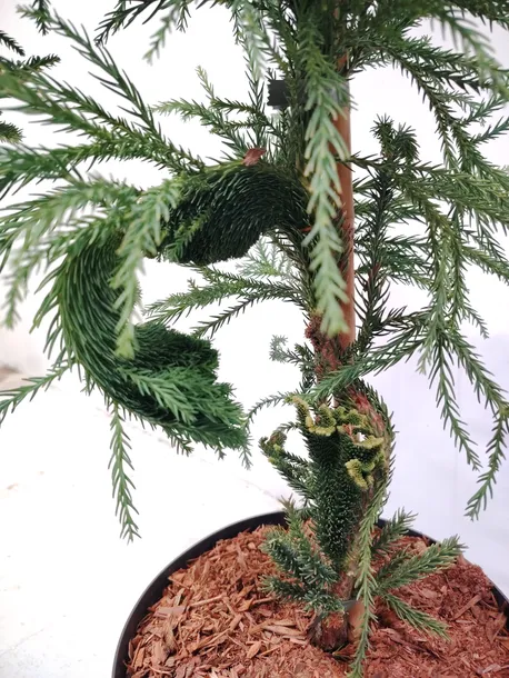 kryptomeria-japonska-cristata-c5-styl-ogrod-nowoczesny-ogrod-srodziemnomorski-ogrod-wiejski-ogrod-japonski