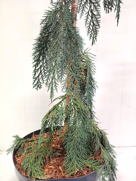 cyprysik-lawsona-dik-s-weeping-5l-rodzaj-rosliny-cyprysy-i-cyprysiki