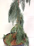 cyprysik-lawsona-dik-s-weeping-5l-rodzaj-rosliny-cyprysy-i-cyprysiki