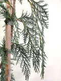 cyprysik-lawsona-dik-s-weeping-5l-roslina-w-postaci-sadzonka-w-pojemniku-3-5l