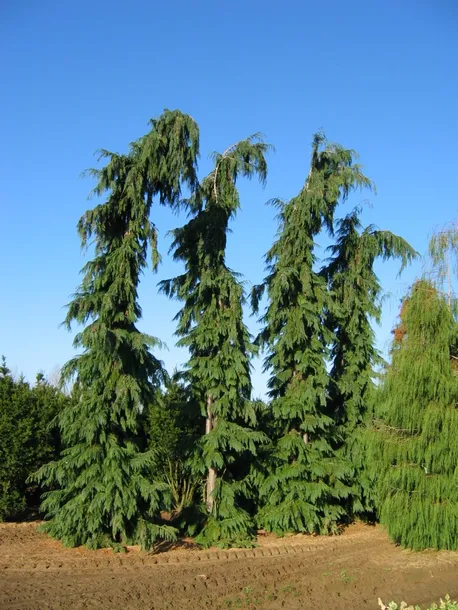 cyprysik-lawsona-dik-s-weeping-5l-wysokosc-sadzonki-80-100-cm