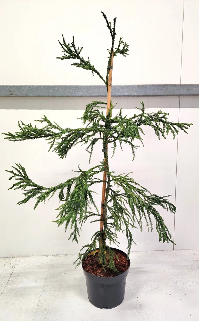 kryptomeria-japonska-rasen-c5-waga-z-opakowaniem-15-kg