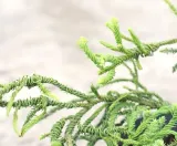 kryptomeria-japonska-rasen-c5-roslina-w-postaci-sadzonka-w-pojemniku-3-5l