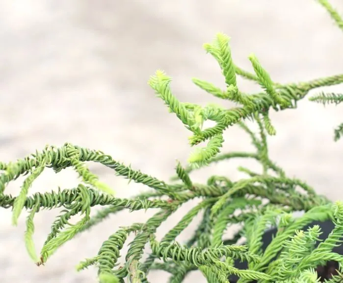 kryptomeria-japonska-rasen-c5-waga-z-opakowaniem-15-kg