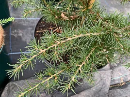 cedr-libanski-dino-5l