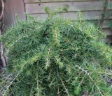 cedr-libanski-dino-5l-rodzaj-rosliny-inny