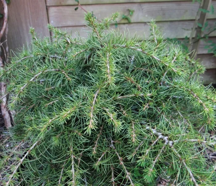 cedr-libanski-dino-5l