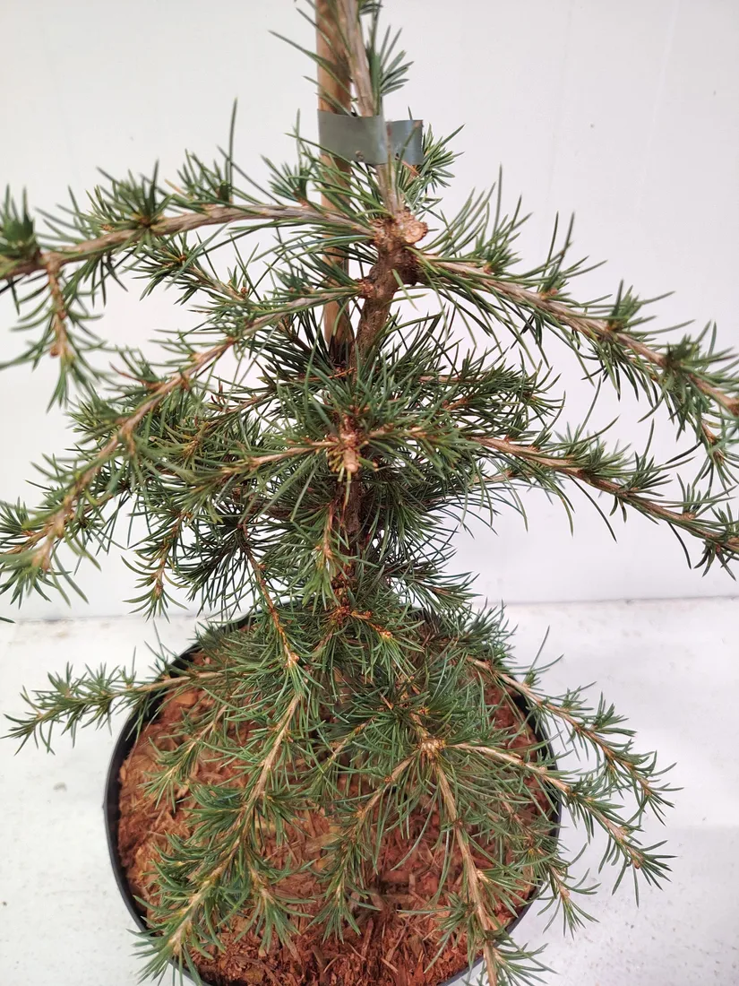 cedr-libanski-dino-5l-waga-z-opakowaniem-15-kg