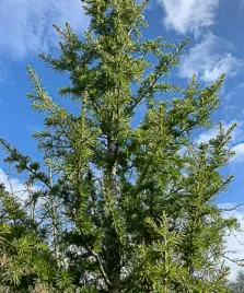 cedr-libanski-italie-4l