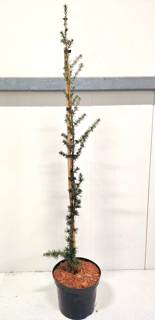 cedr-libanski-italie-4l-waga-z-opakowaniem-15-kg