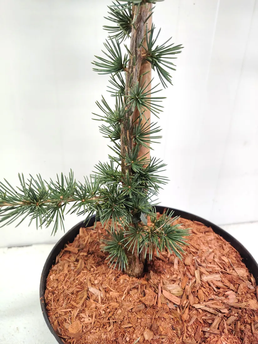 cedr-libanski-italie-4l-waga-z-opakowaniem-15-kg