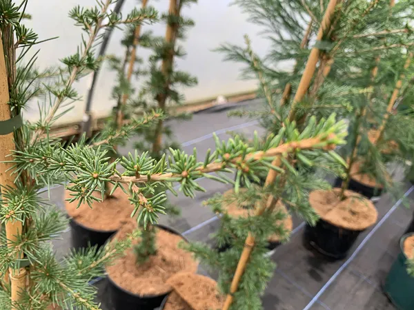 cedr-libanski-italie-4l