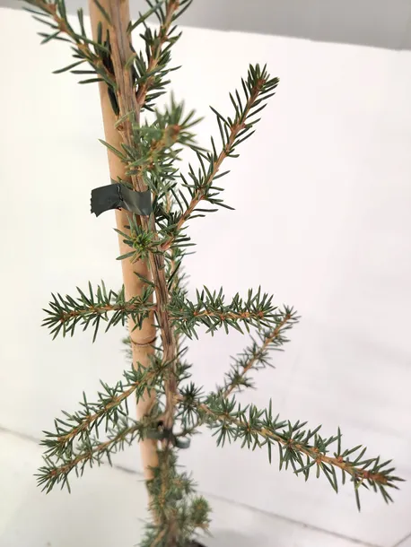 cedr-libanski-italie-4l-wysokosc-sadzonki-80-100-cm