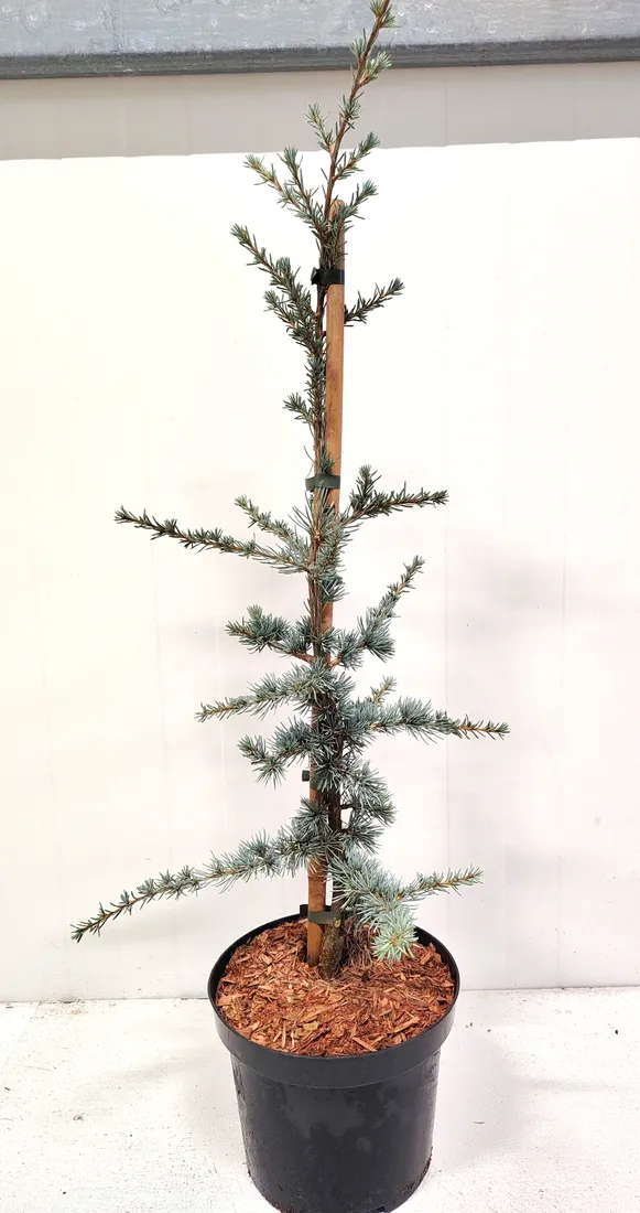 cedr-libanski-hortsmann-4l-waga-z-opakowaniem-15-kg