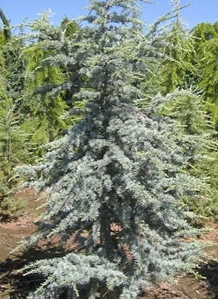 cedr-libanski-hortsmann-4l-rodzaj-rosliny-inny