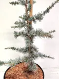 cedr-libanski-hortsmann-4l-roslina-w-postaci-sadzonka-w-pojemniku-3-5l