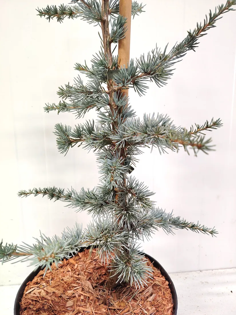 cedr-libanski-hortsmann-4l-waga-z-opakowaniem-15-kg