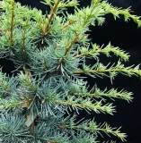 cedr-libanski-hortsmann-4l-wysokosc-sadzonki-50-60-cm