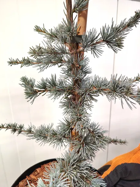 cedr-libanski-hortsmann-4l-styl-ogrod-nowoczesny-ogrod-srodziemnomorski-ogrod-wiejski-ogrod-japonski