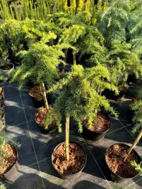 cedr-libanski-homepark-pa50-5l