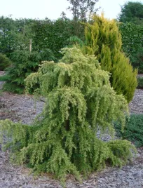 cedr-himalajski-vink-s-golden-5l