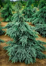 cedr-himalajski-divinely-blue-5l