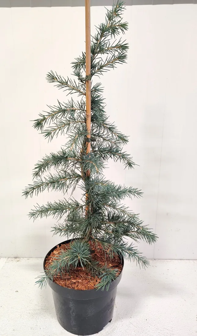 cedr-himalajski-divinely-blue-5l-waga-z-opakowaniem-15-kg