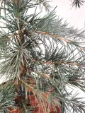 cedr-himalajski-divinely-blue-5l-roslina-w-postaci-sadzonka-w-pojemniku-3-5l