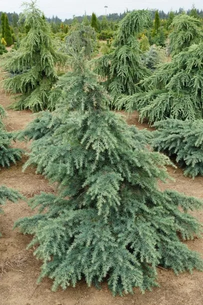 cedr-himalajski-divinely-blue-5l-wysokosc-sadzonki-60-80-cm