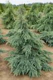cedr-himalajski-divinely-blue-5l-wysokosc-sadzonki-60-80-cm