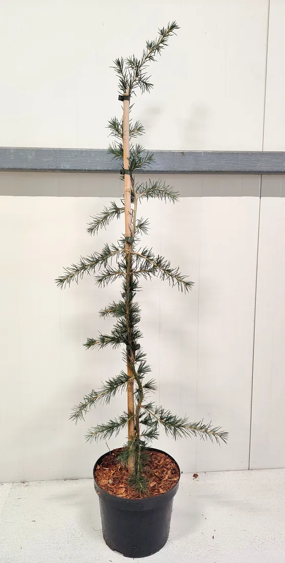 cedr-himalajski-pendula-5l-waga-z-opakowaniem-15-kg